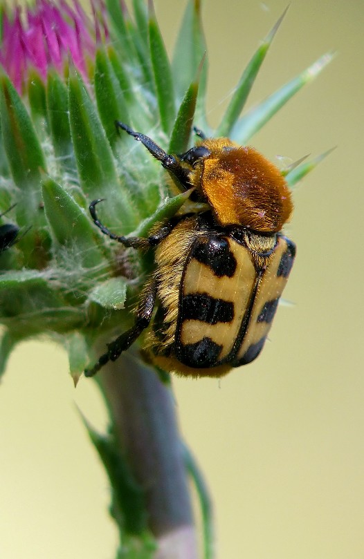 Trichius zonatus, Cetoniidae